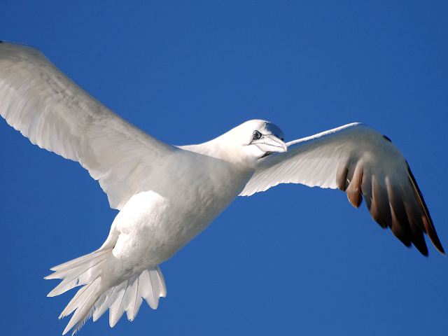 Northern Gannet Northern Gannet